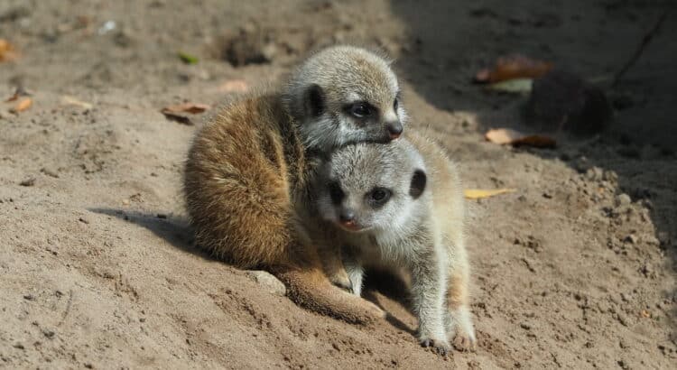 Verwendag 2024, Stichting de Lotgenoten, Beekse Bergen, Verwendag voor kinderen met een ouder met kanker