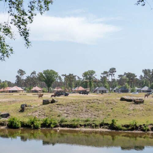 Safari Verwendag 2023 in de Beekse Bergen